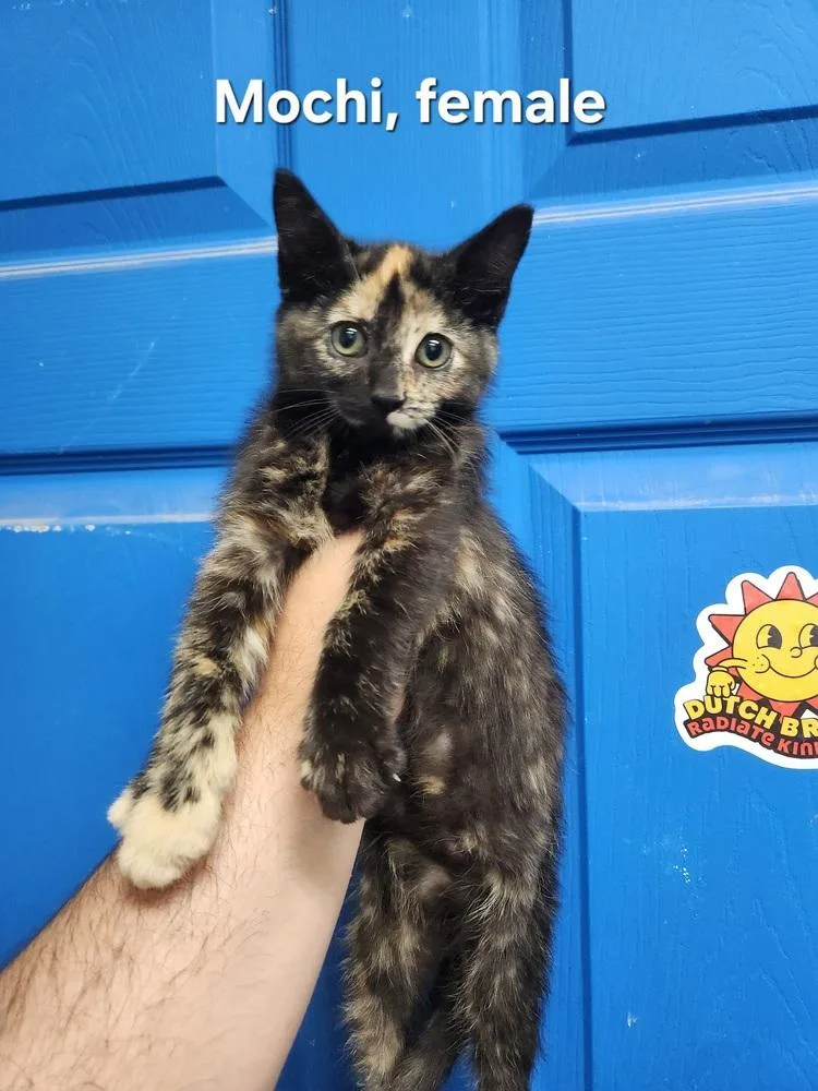 A baby medium-sized female Domestic Short Hair cat named Mochi for adoption in Evansville, IN