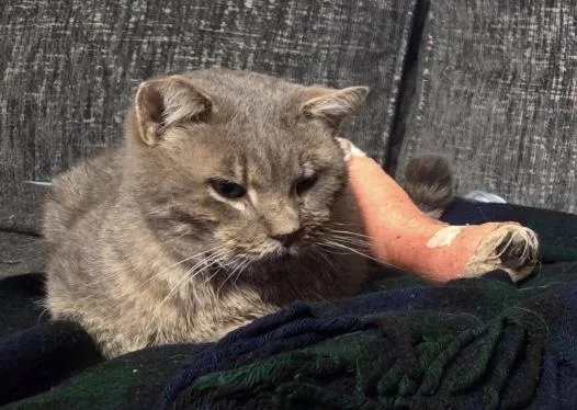 An adult extra large-sized male Domestic Short Hair cat named Victor for adoption in Clymer, PA