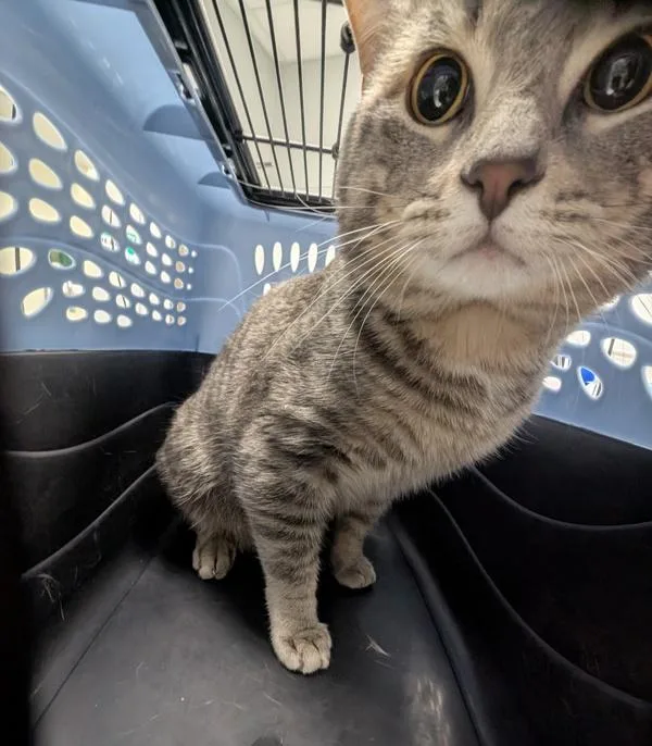 A young medium-sized male Domestic Short Hair cat named Miko Bonded Buddy for adoption in Des Moines, IA