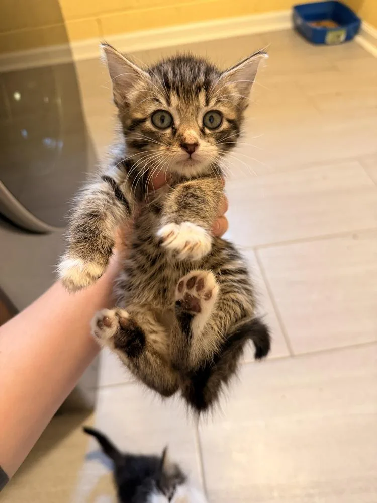 A baby medium-sized male Domestic Short Hair cat named Skimbleshanks for adoption in North Brunswick, NJ