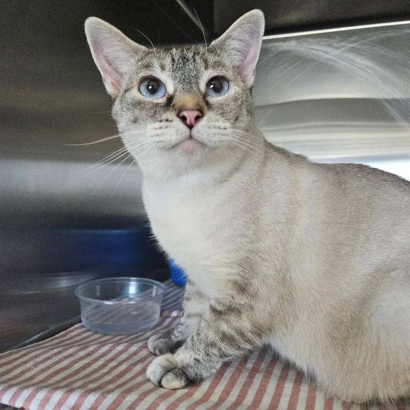 An adult large-sized female Domestic Short Hair cat named Fable Orr for adoption in Eagle Mountain, UT