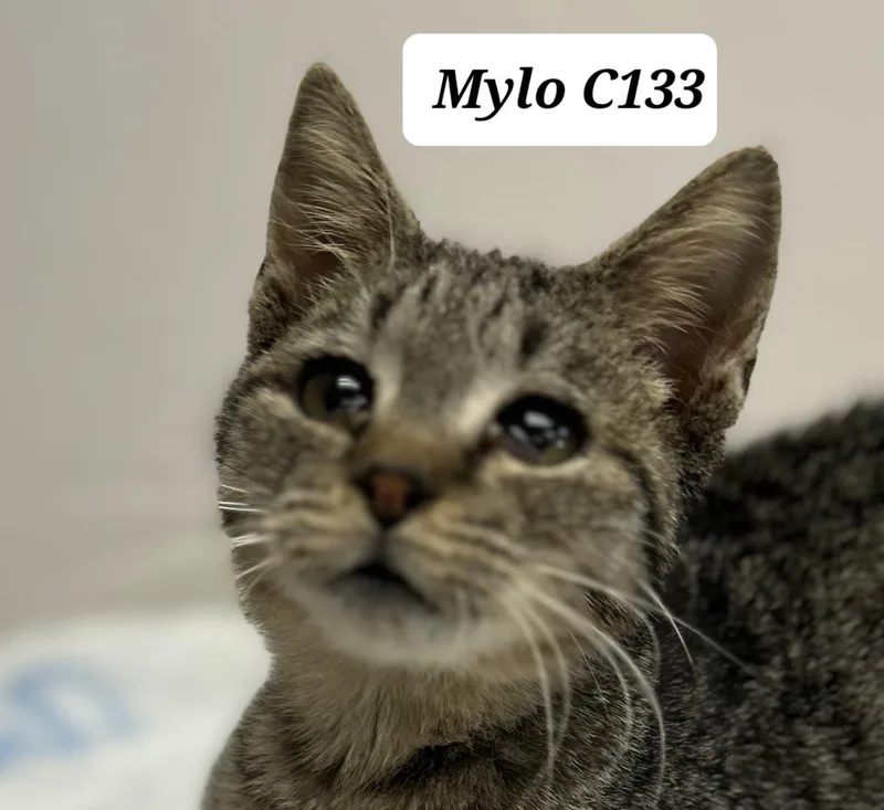 A baby medium-sized male Black Domestic Short Hair cat named Mylo for adoption in Morganton, NC