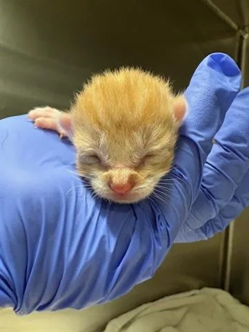 A baby small-sized female Domestic Short Hair cat named Peaches for adoption in San Martin, CA