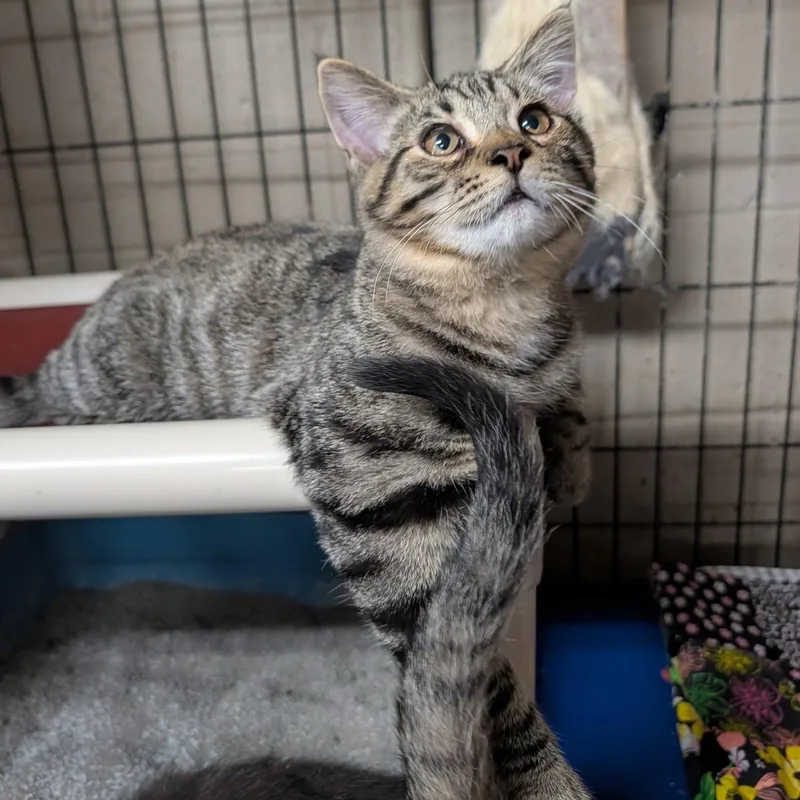 A baby medium-sized male Tabby cat named Gentry for adoption in Wilmington, OH