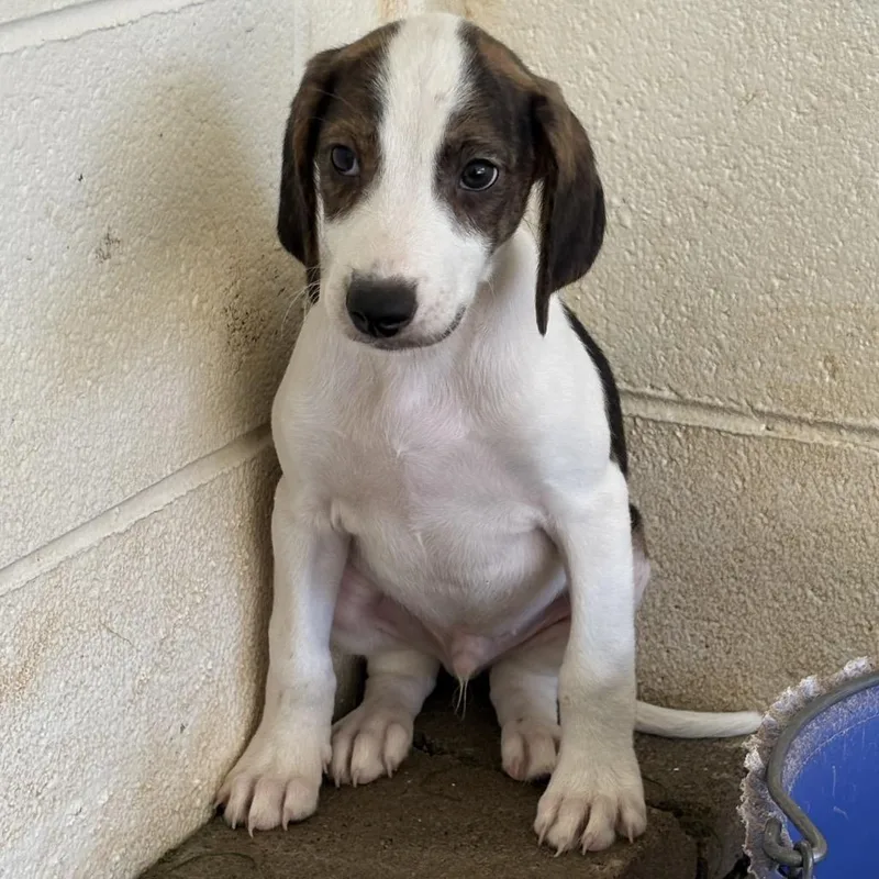 A baby medium-sized male Brown / Chocolate Coonhound dog named Buster for adoption in LOXAHATCHEE, FL