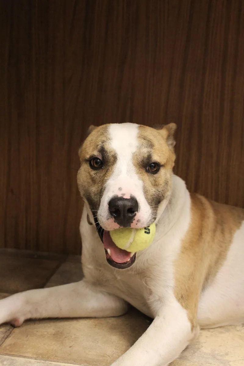 A young large-sized male Yellow / Tan / Blond / Fawn Mixed Breed dog named Sam for adoption in Neillsville, WI