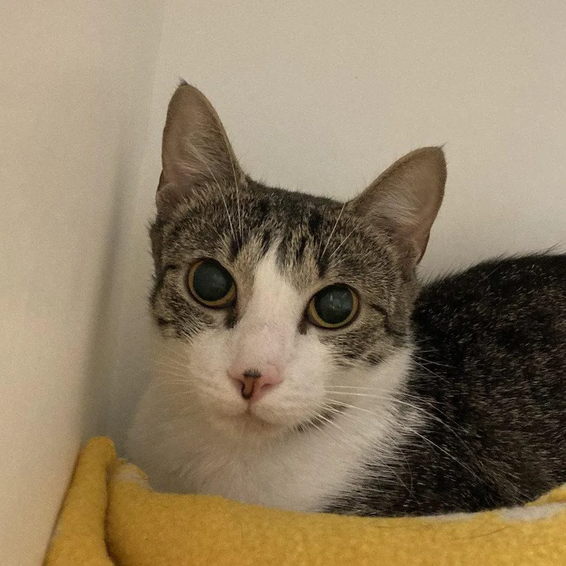 An adult medium-sized female Domestic Short Hair cat named Spree for adoption in New Castle, DE