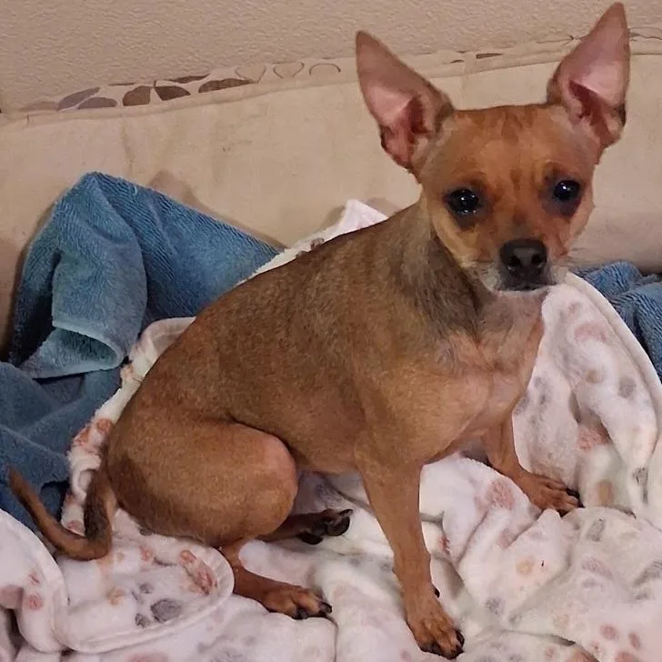 An adult small-sized female Chihuahua dog named Lexi for adoption in Mesquite, NV
