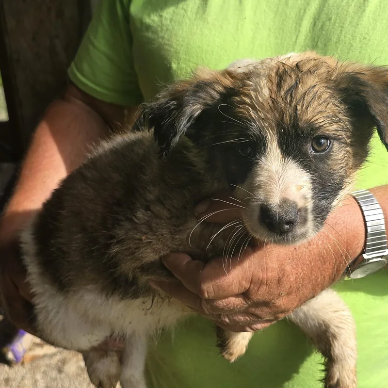 A baby medium-sized male Tricolor (Brown, Black, & White) Australian Shepherd dog named Bandit for adoption in Zaleski, OH