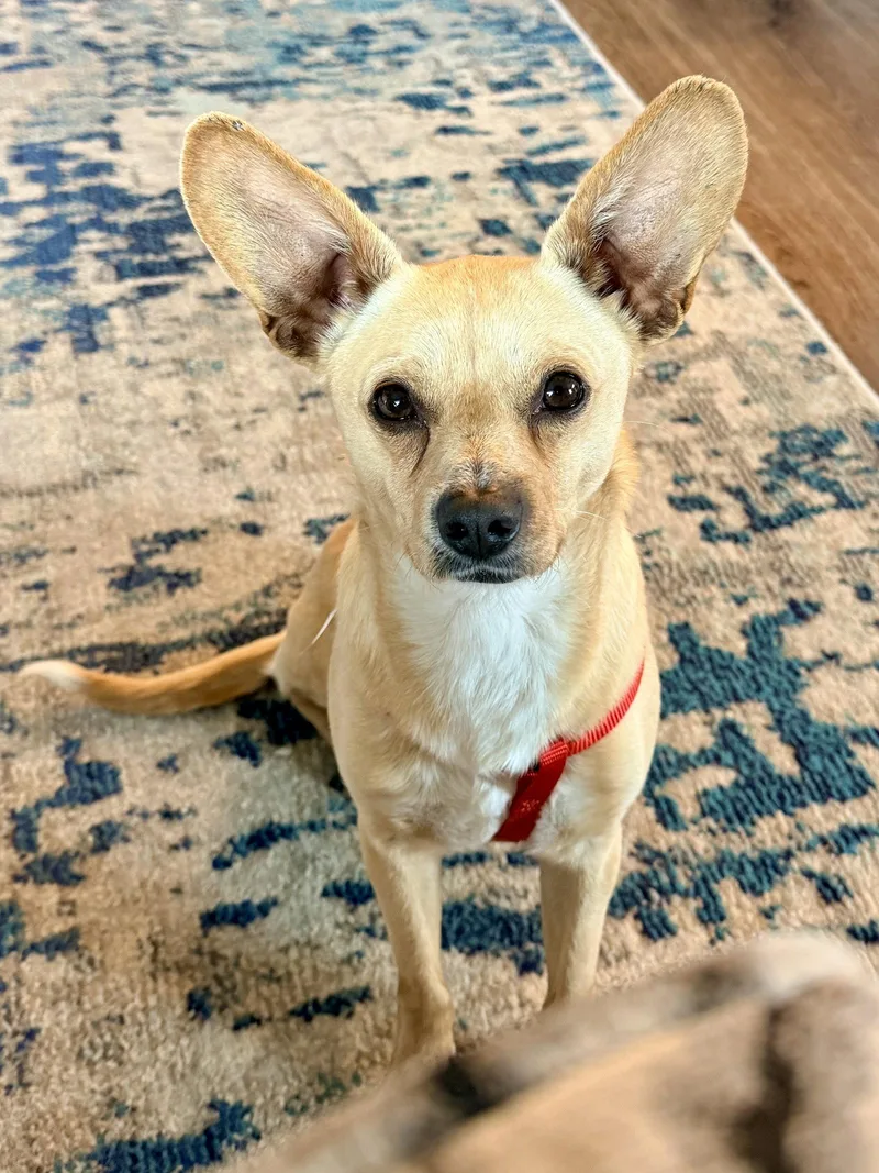 An adult small-sized male Chihuahua dog named Romaro for adoption in Seattle, WA