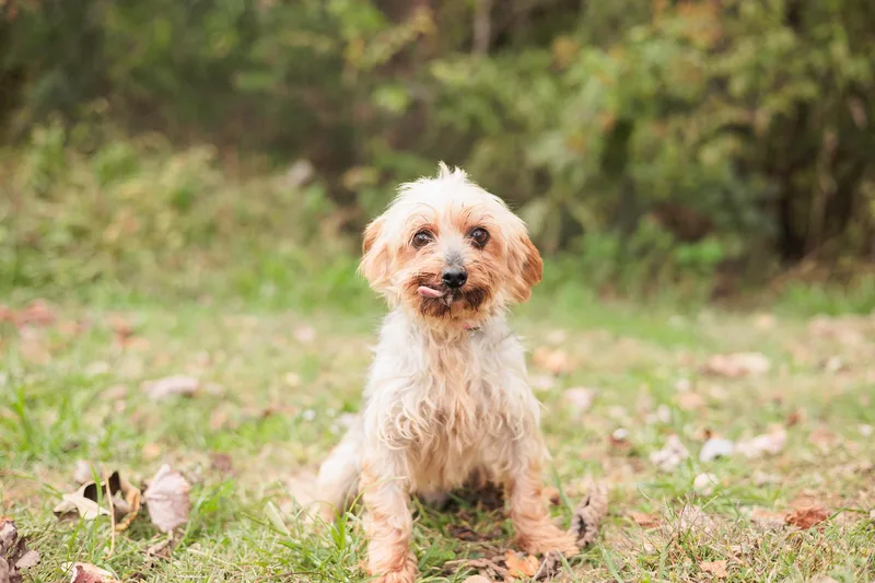 Winifred  Transport thumbnail 3