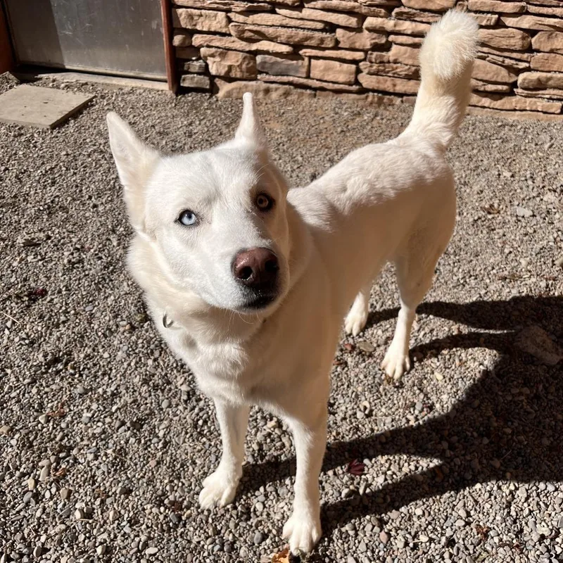 A senior medium-sized male Mixed Breed dog named Koda for adoption in Fairport, NY