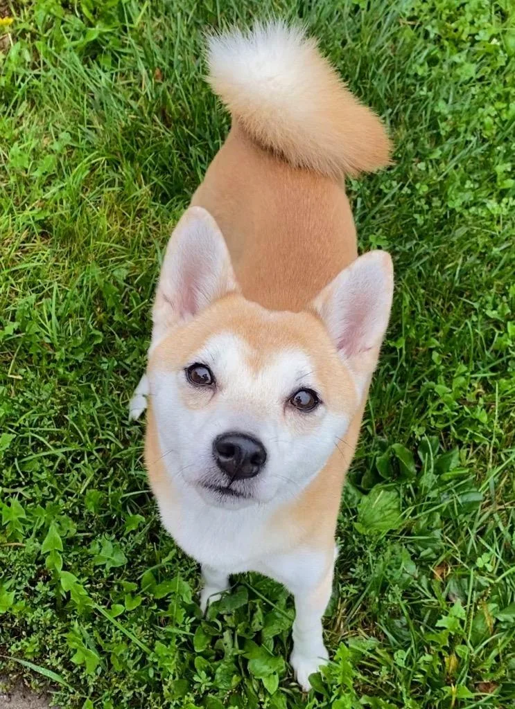 A young large-sized female Shiba Inu dog named Nori for adoption in Decorah, IA