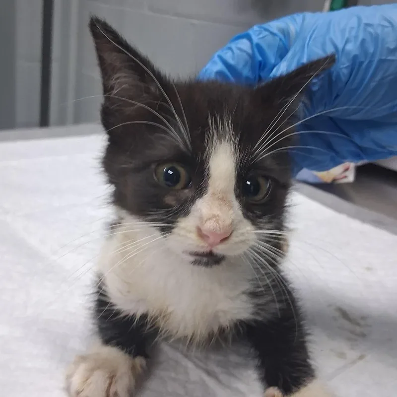 A baby small-sized female Black Domestic Short Hair cat named Tempest for adoption in Summerville, SC