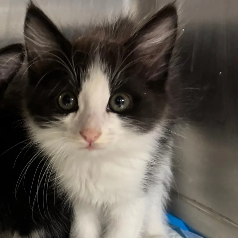 A baby small-sized male White Domestic Medium Hair cat named Bandit for adoption in Hemet, CA
