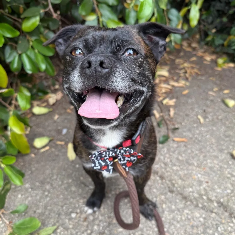 A young small-sized male Brindle French Bulldog dog named Pepper for adoption in Santa Barbara, CA