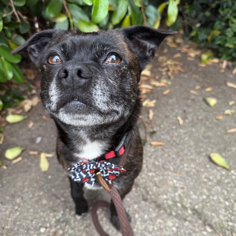 Pepper thumbnail 2