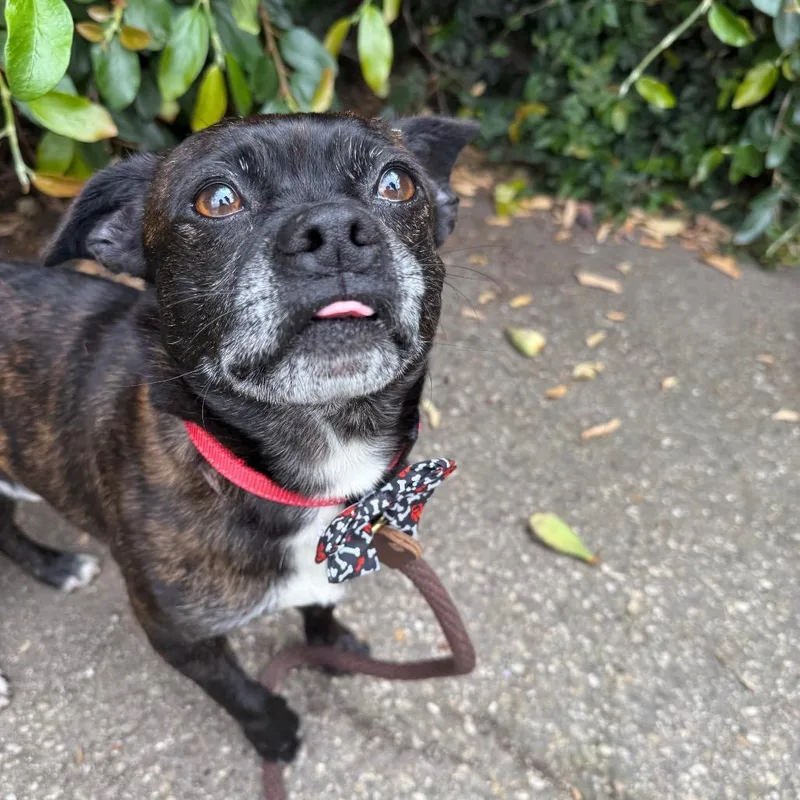 Pepper thumbnail 3
