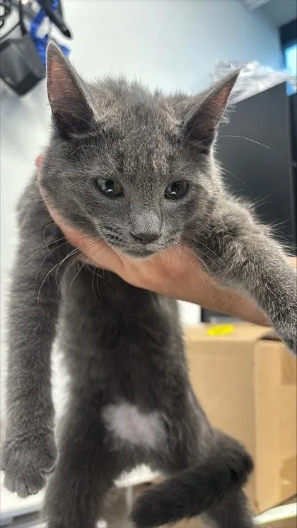 A baby small-sized female Domestic Short Hair cat named Pooh for adoption in West Chester, PA