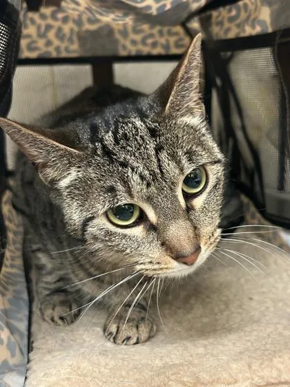 An adult small-sized female Domestic Short Hair cat named Stella for adoption in Honolulu, HI