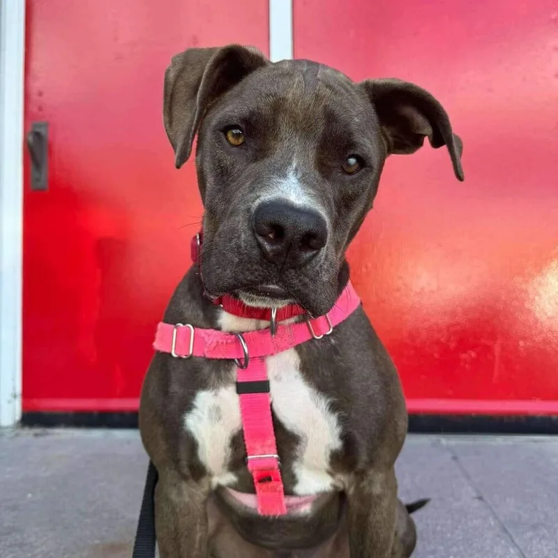 An adult medium-sized male Gray / Blue / Silver American Staffordshire Terrier dog named Miracle for adoption in Long Island City, NY