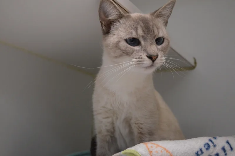 An adult medium-sized female Siamese cat named Summer for adoption in Westbrook, CT