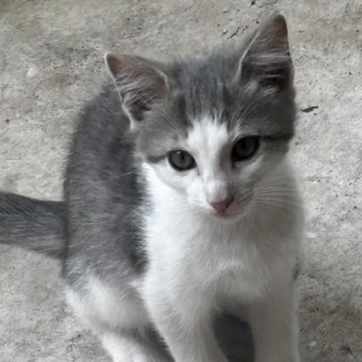 A baby small-sized female Gray / Blue / Silver Domestic Short Hair cat named Brandi for adoption in Denison, TX