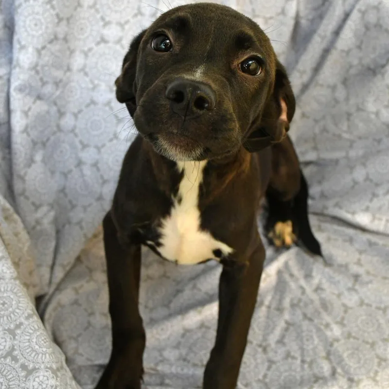 A baby small-sized female Black Labrador Retriever dog named Anna for adoption in Beaumont, TX