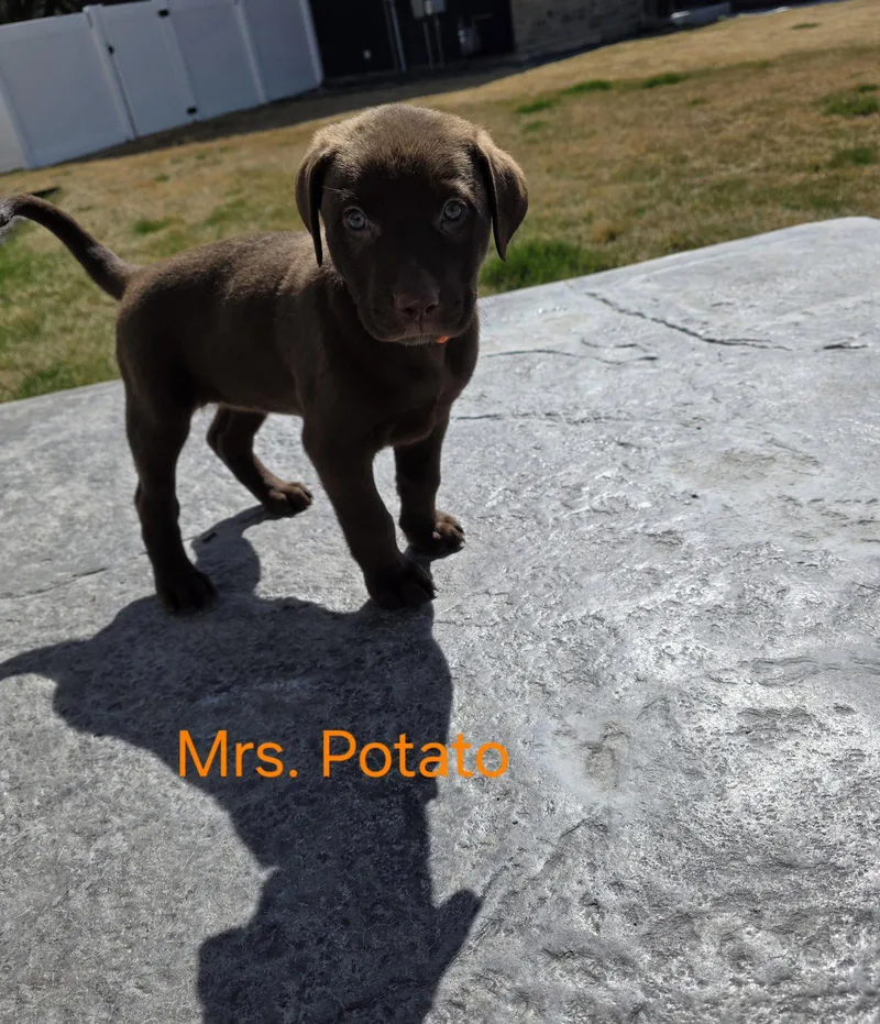Mrs. Potato thumbnail 2