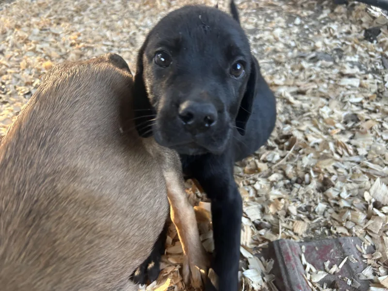 Oakley