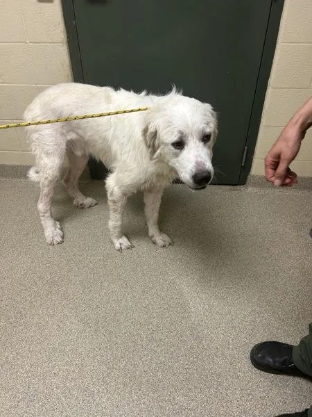 An adult extra large-sized male Great Pyrenees dog named Bogey for adoption in Virginia Beach, VA