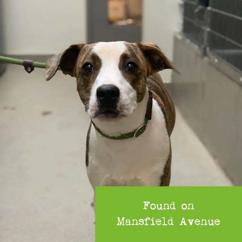 An adult small-sized female Pit Bull Terrier dog named Thelma for adoption in Lynchburg, VA