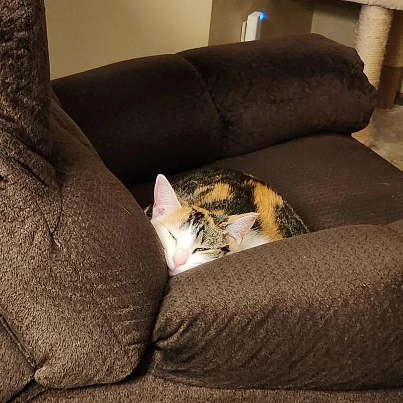 A young medium-sized female Calico Domestic Short Hair cat named Chestnut C for adoption in Princeton, MN