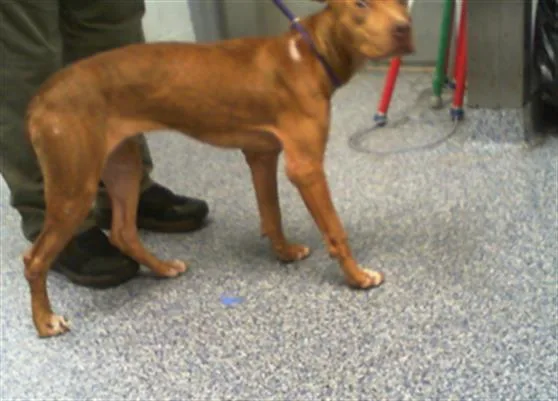 A young medium-sized female Mixed Breed dog named Ladybug for adoption in Charlotte, NC