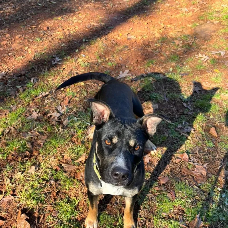 An adult medium-sized female Black Mixed Breed dog named Queen for adoption in Hamilton, GA
