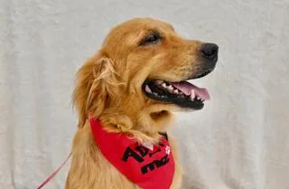 An adult medium-sized female Golden Retriever dog named Duquesa for adoption in Miami, FL
