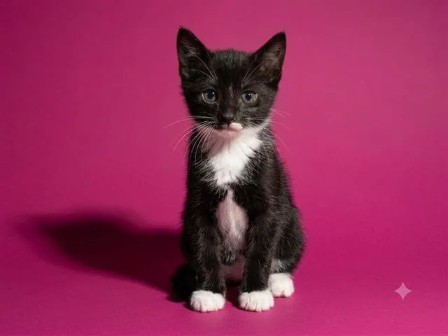 A baby small-sized female Domestic Short Hair cat named Choconilla for adoption in Jacksonville, FL