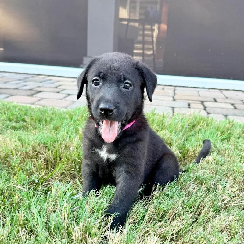 A baby medium-sized female Black Labrador Retriever dog named Stella Mae for adoption in Goodlettsville, TN