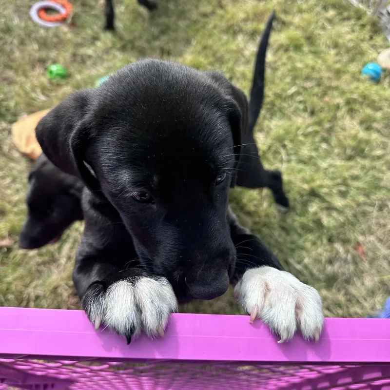 Stella Mae thumbnail 2