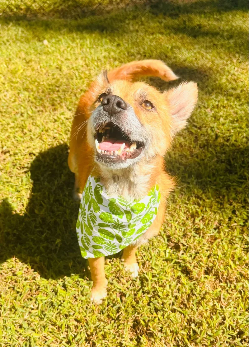 A young medium-sized female Mixed Breed dog named Foxy for adoption in Greenville, SC