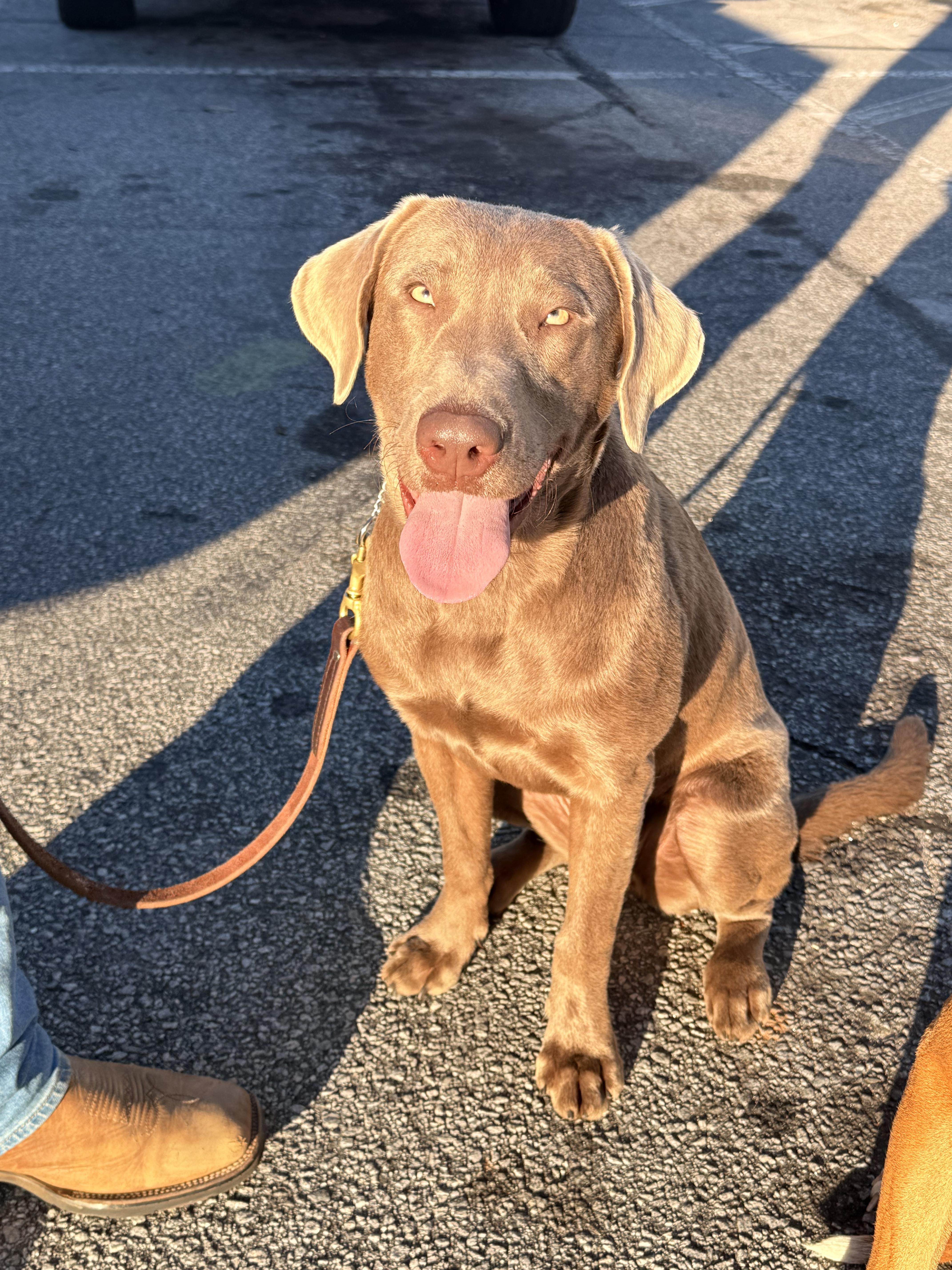 A young large-sized female Labrador Retriever dog named Jody for adoption in Greenville, SC