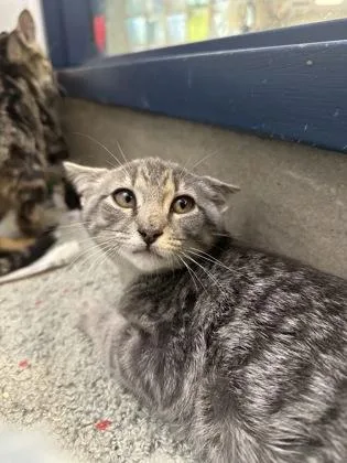 A young small-sized male Domestic Short Hair cat named Poblano for adoption in King William, VA
