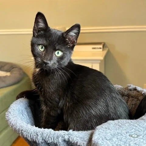 A baby medium-sized male Black Domestic Short Hair cat named Old Spice for adoption in Gibsonia, PA