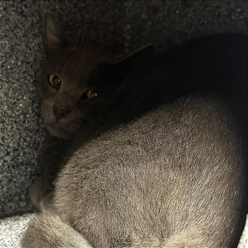 An adult large-sized male Domestic Short Hair cat named Carver for adoption in Pauls Valley, OK