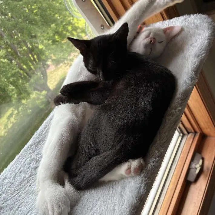A baby small-sized female White Domestic Short Hair cat named Publix C for adoption in Minnetonka, MN