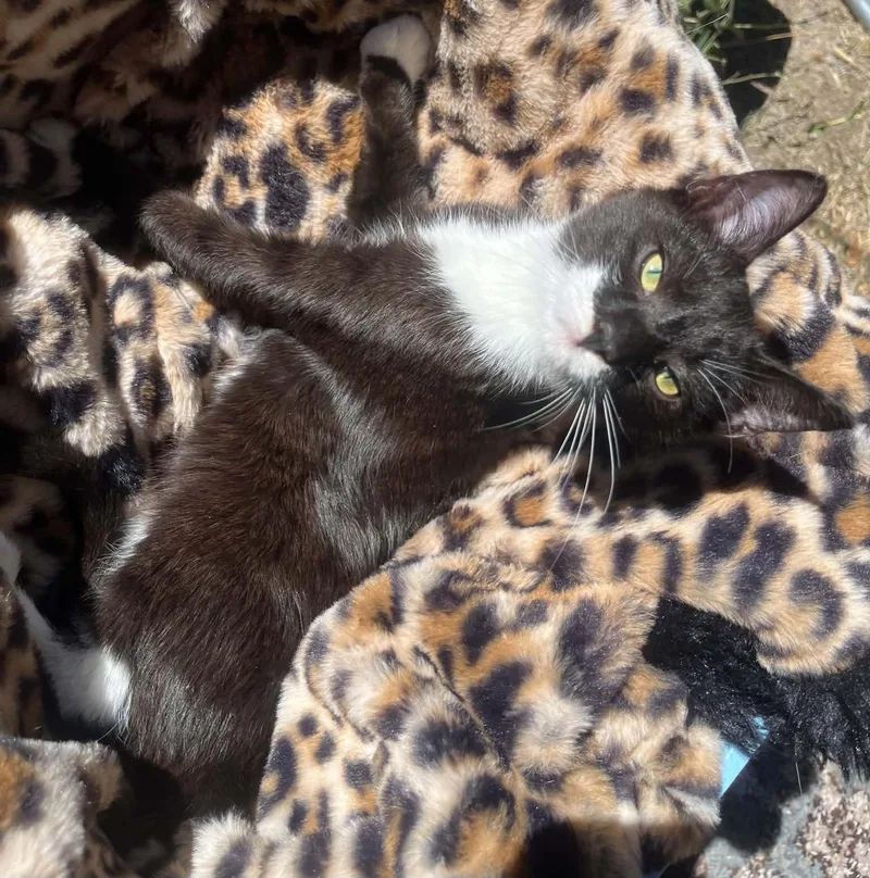 A young medium-sized male Black & White / Tuxedo Domestic Short Hair cat named Batman for adoption in Susanville, CA