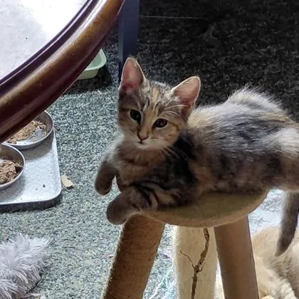 A baby small-sized female Domestic Short Hair cat named Sarabi for adoption in Janesville, WI