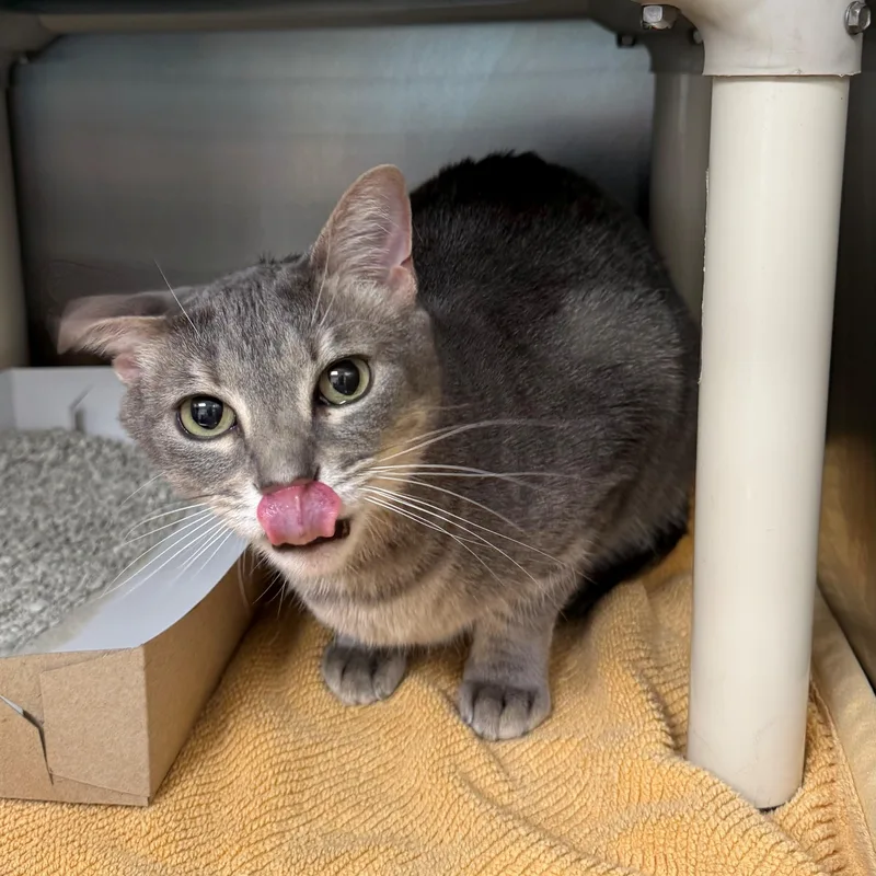 An adult medium-sized female Tabby (Gray / Blue / Silver) Domestic Short Hair cat named Daenerys for adoption in St. Augustine, FL