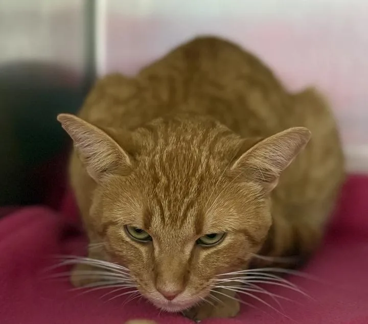 A young medium-sized male Domestic Short Hair cat named Froyo for adoption in Jackson, MI