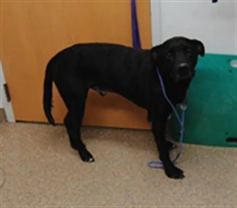 An adult large-sized male Boxer dog named Element for adoption in Albuquerque, NM